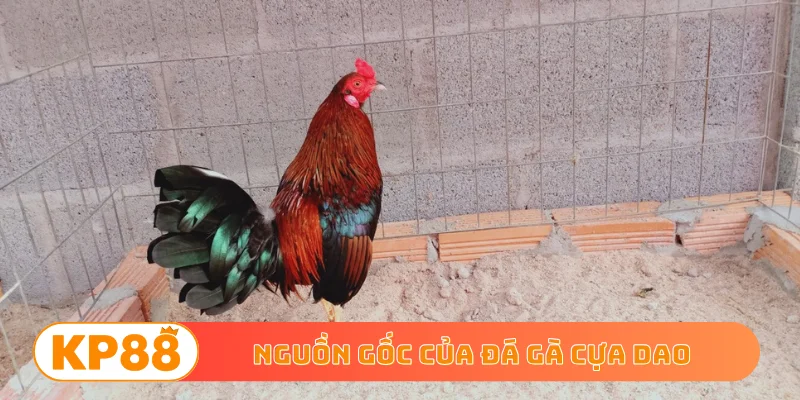 Nguồn gốc của đá gà cựa dao